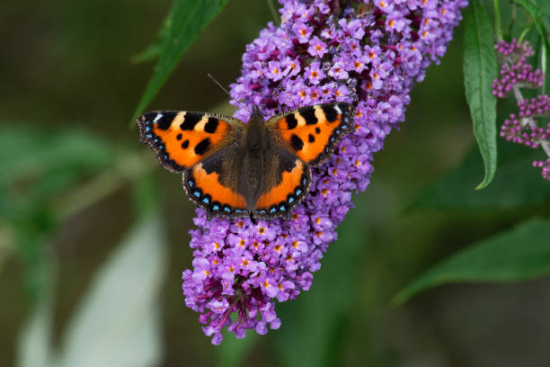 Butterflies Butterflies on Buddleia vanessa atalanta stock pictures, royalty-free photos & images
