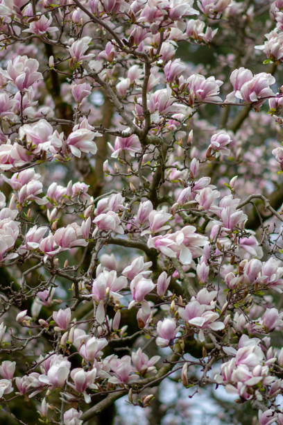 istock Closeup of plants 1175942789