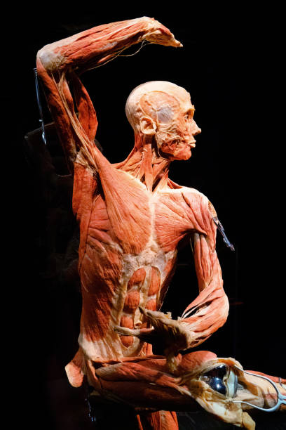 Human Body Whole-body plastinate, created from people who have donated their bodies for Plastination, the advanced scientific technique invented by pioneering anatomist Dr. Gunther von Hagens, with the express purpose of educating future generations about health, teach us the story of our lives like no textbook can. plastination photos stock pictures, royalty-free photos & images