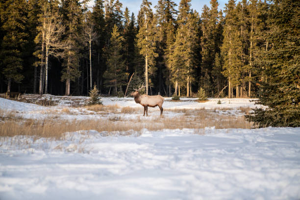 istock Herd of Elks in Canada, winter 1175942877