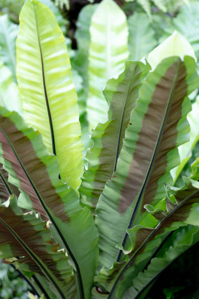 istock Closeup of plants 1175942882
