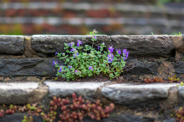 istock Closeup of plants 1175943397