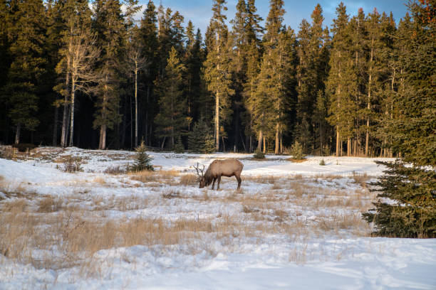 istock Herd of Elks in Canada, winter 1175943487