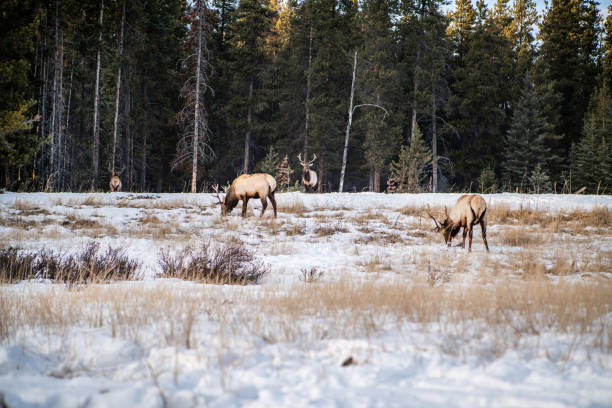 istock Herd of Elks in Canada, winter 1175943489