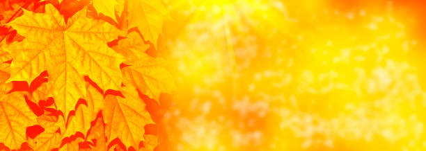 istock autumn landscape with bright colorful leaves 1175946760