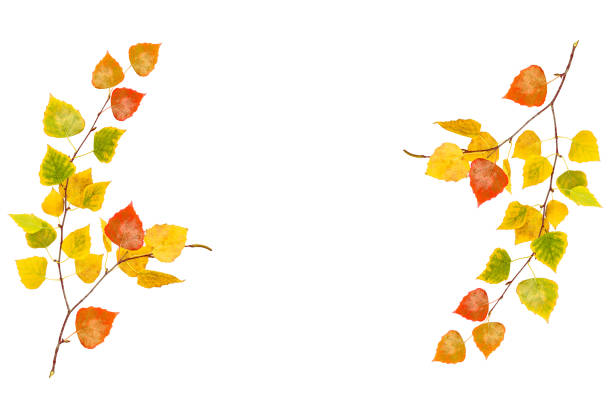 bright autumn maple leaf - bouquet bunch cut out drop imagens e fotografias de stock