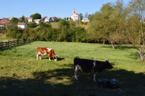 istock in the green meadow the cattle graze 1175951495