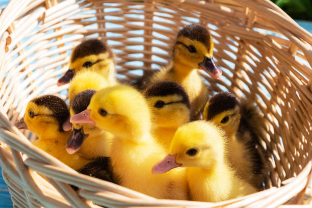 istock cute little ducklings in a wicker basket on a Sunny day. 1175958085