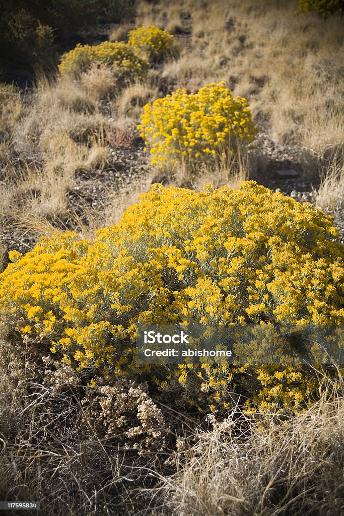 Artemísia bloom - Royalty-free Amarelo Foto de stock