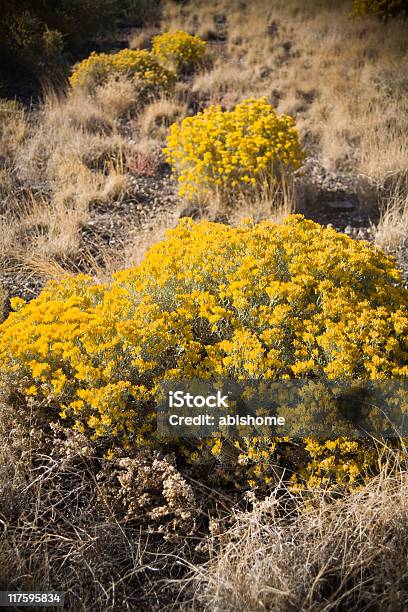 Artemísia Bloom - Fotografias de stock e mais imagens de Amarelo - Amarelo, Arbusto, Artemísia