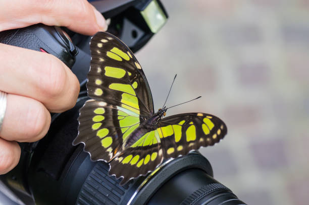 Swallowtail butterfly on a camera, held by the photographer.