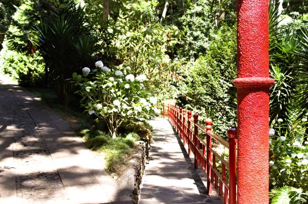istock A path through the forest in a japanese garden (Monte Palace Tropical Garden, Funchal, Madeira, Portugal) 1175959265