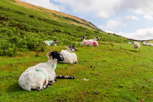 sheep on hillside in north yorkshire dales - agricultural activity yorkshire wheat field imagens e fotografias de stock