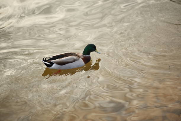 istock Wild duck in the lake 1175960293