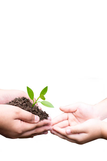 istock Two hands holding together  young plant isolated on white background, Environment Protection For New Generation, World Environment Day To help the world look beautiful. 1175961657