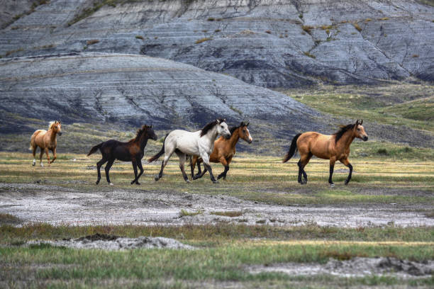 cavalos que funcionam livre na pradaria de south dakota - grass area field hill prairie - fotografias e filmes do acervo
