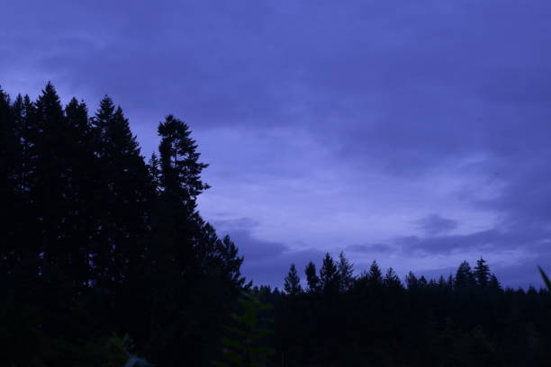 istock Silhouetted Coniferous Trees Against Dramatic Cloudy Sky At Millersylvania State Park 1175963190
