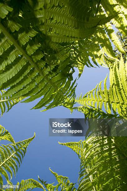 Fernwood Stock Photo - Download Image Now - Blue, Clear Sky, Color Image