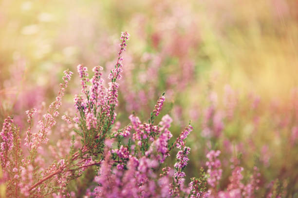 istock Forest heather flowering at sunset in the fall 1175966314