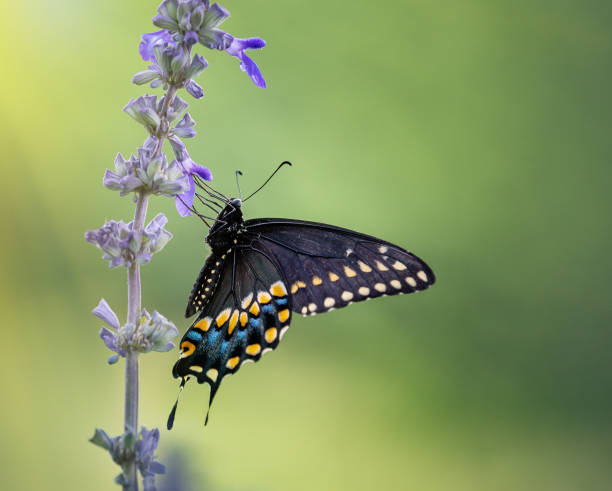 istock Black Swallowtail butterfly on blue Salvia flowers 1175966831