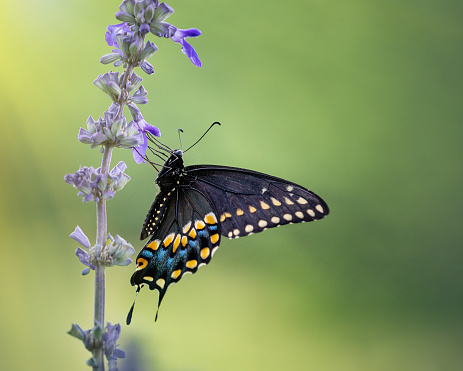 Black Swallowtail butterfly (Papilio polyxenes) feeding on blue Salvia flowers. Natural green background with copy space.