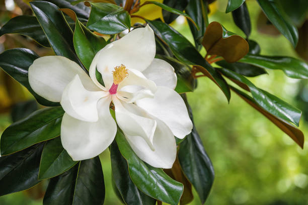 istock White southern magnolia flower blossom 1175968204