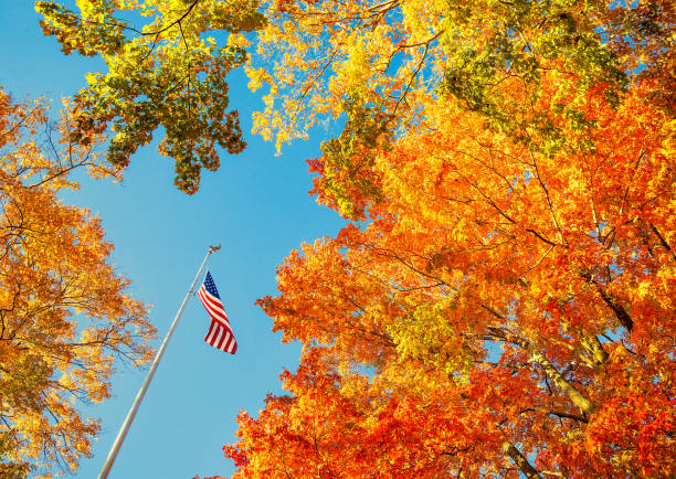 American flag waving in the wind with beautiful autumn foliage tree tops against blue sky stock photo