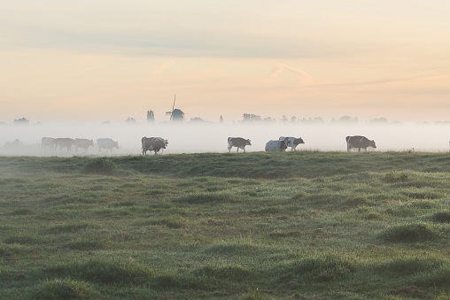 Grazing cows are standing in the misty dutch countryside at sunrise in autumn.
