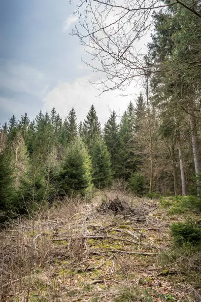 Dead tree branches strewn across a forest clearing between a mature plantation of conifers and young trees in a concept of nature and resources