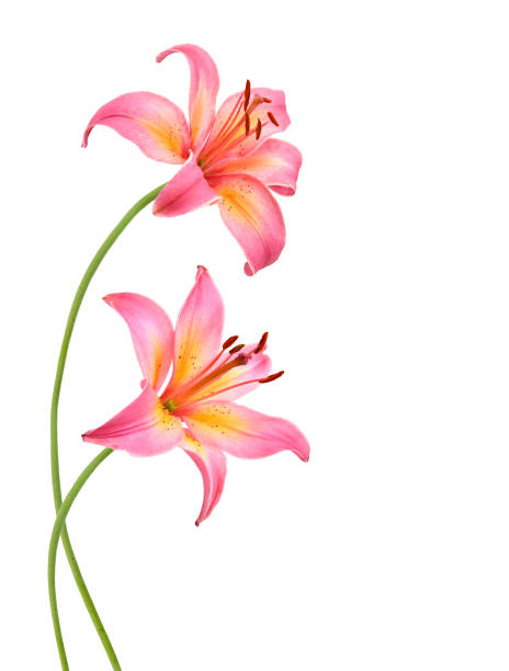 istock Two pink lily flowers. Isolated on white background 1175973901