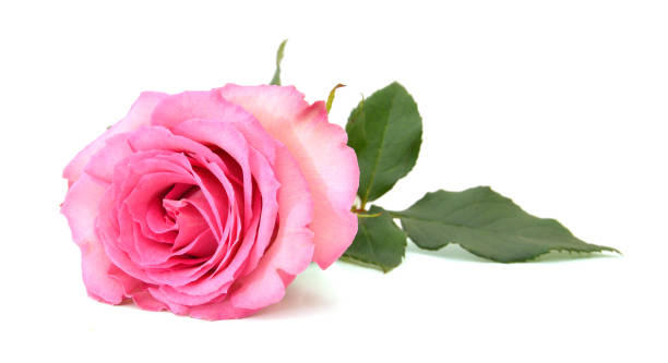 istock A pink rose, mother day on white 1175973915