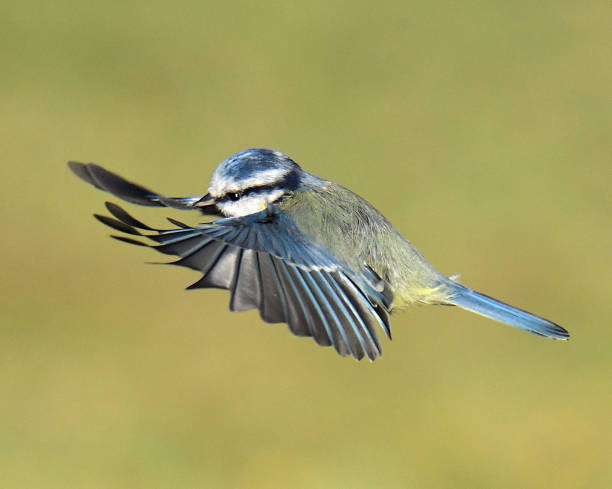 istock Blue Tit and Great Tit in flight 1175976175
