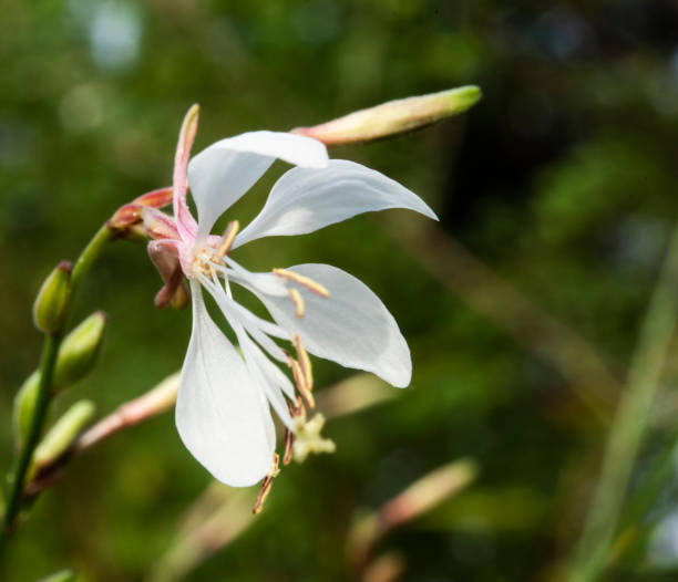 istock Long-flowered Evening-Primrose, Oenothera longiflora 1175976358