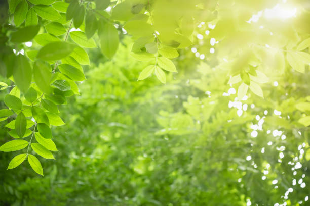 istock Close up of nature view green leaf on blurred greenery background under sunlight with bokeh and copy space using as background natural plants landscape, ecology wallpaper concept. 1175977507
