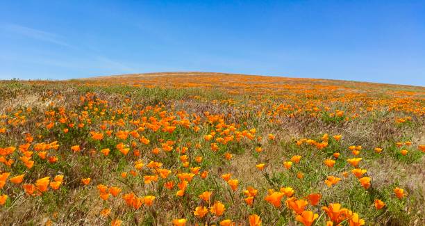 istock Poppy flower field with a clear blue sky 1175977663
