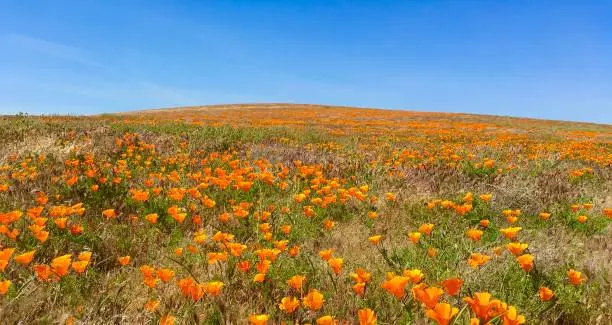 Field of poppy flowers on a hill with a clear blue sky, wide angle, no people