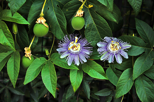 Ibirdo specimen known in botany as Passiflora x belotii 'Empress Eugénie'