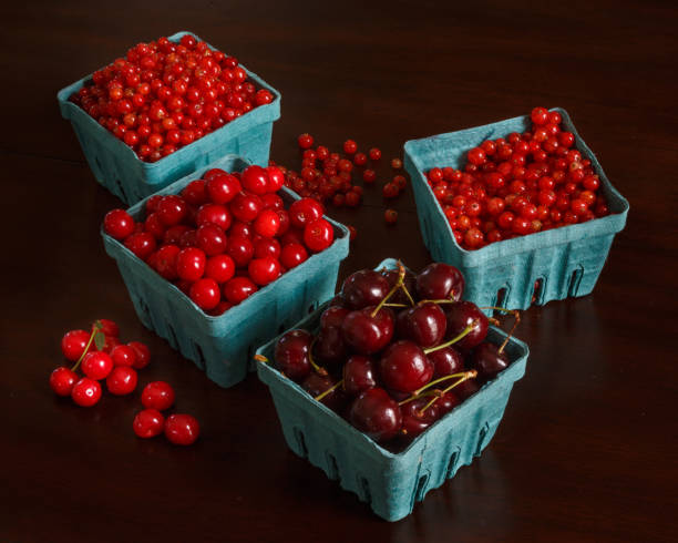 Bountiful Harvest of red fruits Cherries, Tart montmorency cherries and red currants fresh from the harvest in dark warm colors still life 8564 stock pictures, royalty-free photos & images