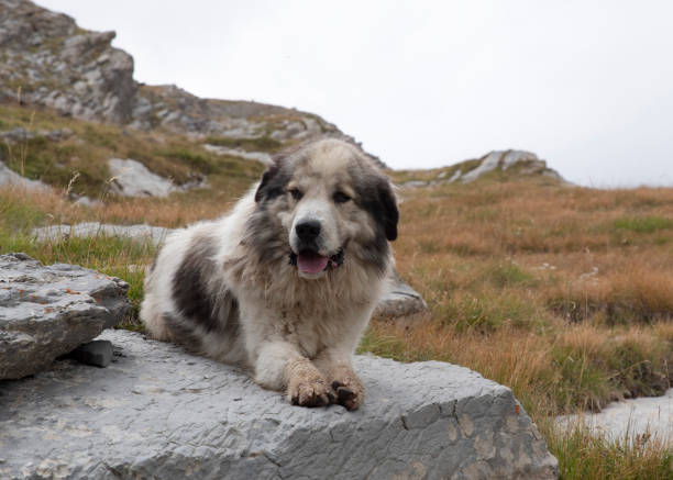 istock Sheepdog in the wild 1175977864