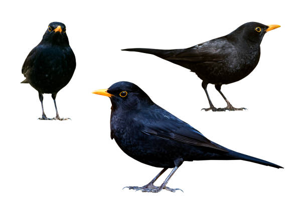 istock Blackbird. Isolated bird. White background. Bird: Common Blackbird. Turdus merula. 1175978073