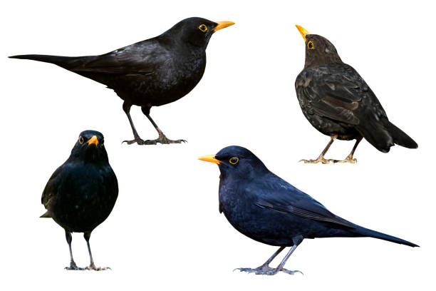 istock Blackbird. Isolated bird. White background. Bird: Common Blackbird. Turdus merula. 1175978076