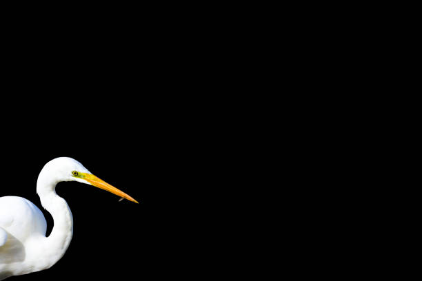 istock Isolated bird white heron. Black background. Bird: Great Egret. Ardea alba. 1175978757