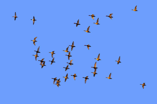 istock Isolated ducks. Flying ducks. White background. Bird: Red crested Pochard Netta rufina. 1175978894
