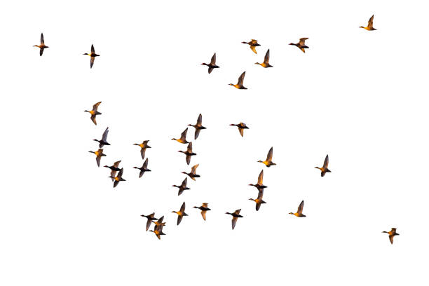 istock Isolated ducks. Flying ducks. White background. Bird: Red crested Pochard Netta rufina. 1175978897