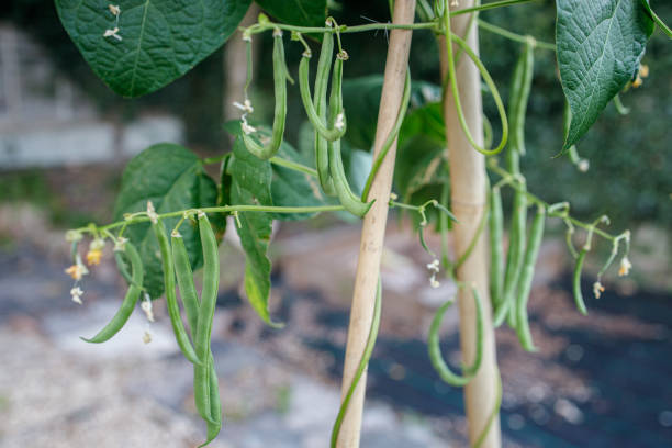 istock French Bean Growing on a Climbing Plant 1175978954