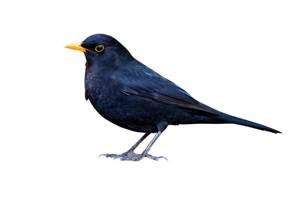 istock Blackbird. Isolated bird. White background. Bird: Common Blackbird. Turdus merula. 1175978981