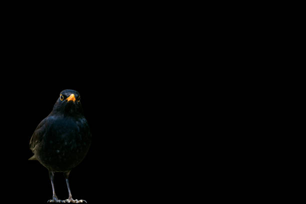 Isolated image.