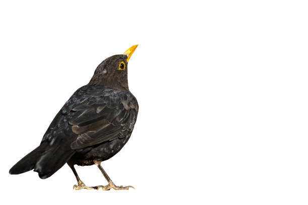 Blackbird. Isolated bird. White background. Bird: Common Blackbird. Turdus merula.