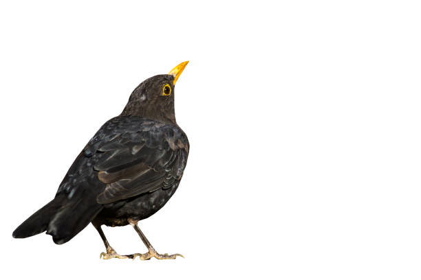Blackbird. Isolated bird. White background. Bird: Common Blackbird. Turdus merula. Isolated image. common blackbird turdus merula stock pictures, royalty-free photos & images