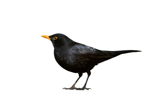 istock Blackbird. Isolated bird. White background. Bird: Common Blackbird. Turdus merula. 1175979415
